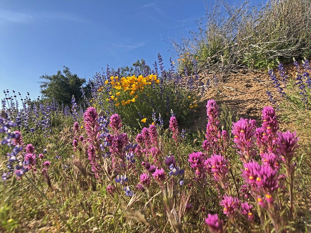 Wildflowers XXXVI art print by William Tenoever for $57.95 CAD