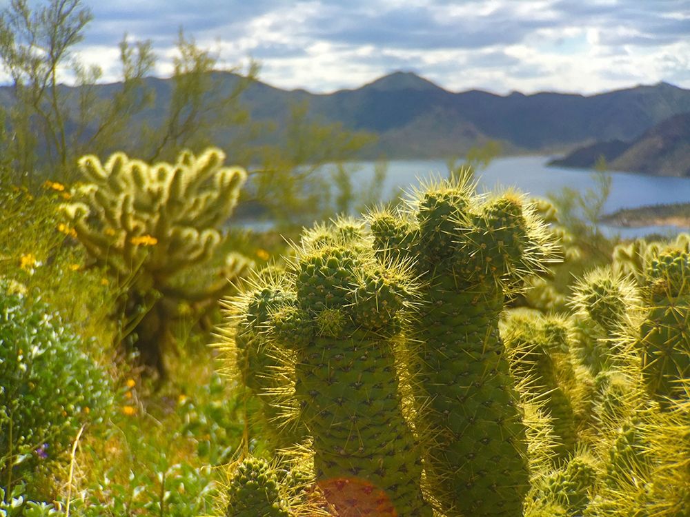 Desert Scape 10 art print by William Tenoever for $57.95 CAD