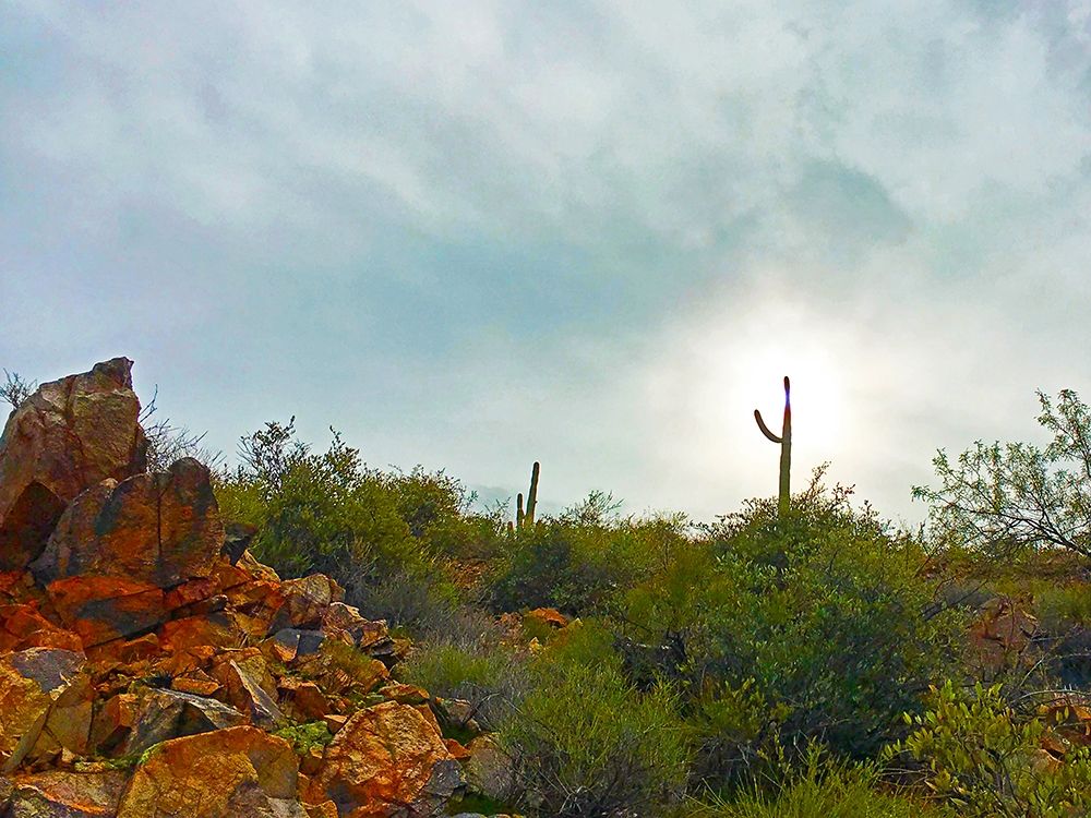 Desert Scape 14 art print by William Tenoever for $57.95 CAD