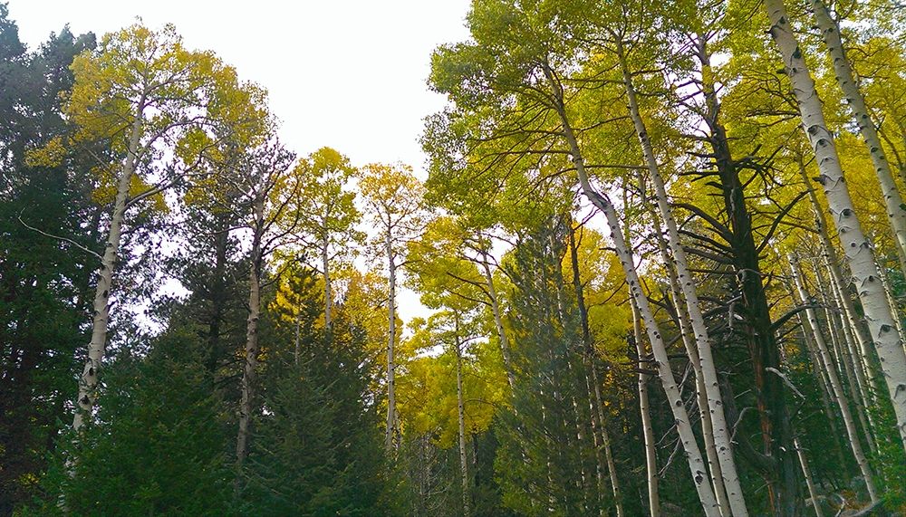 Aspens in Fall II art print by William Tenoever for $57.95 CAD