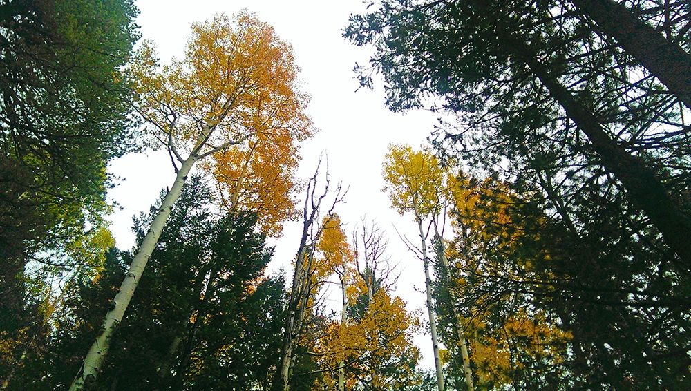 Aspens in Fall III art print by William Tenoever for $57.95 CAD