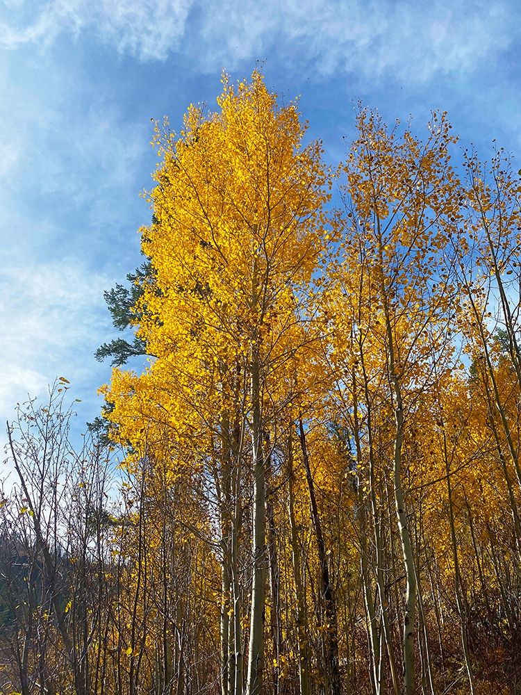 Greer in Fall 1 art print by William Tenoever for $57.95 CAD
