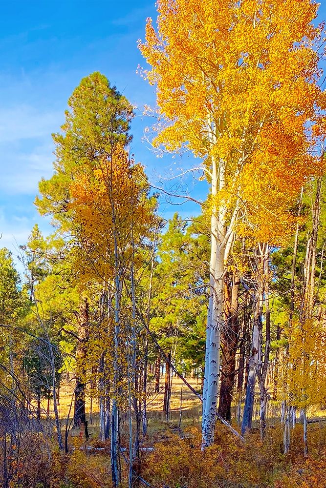 Sunrise Park in Fall 3 art print by William Tenoever for $57.95 CAD