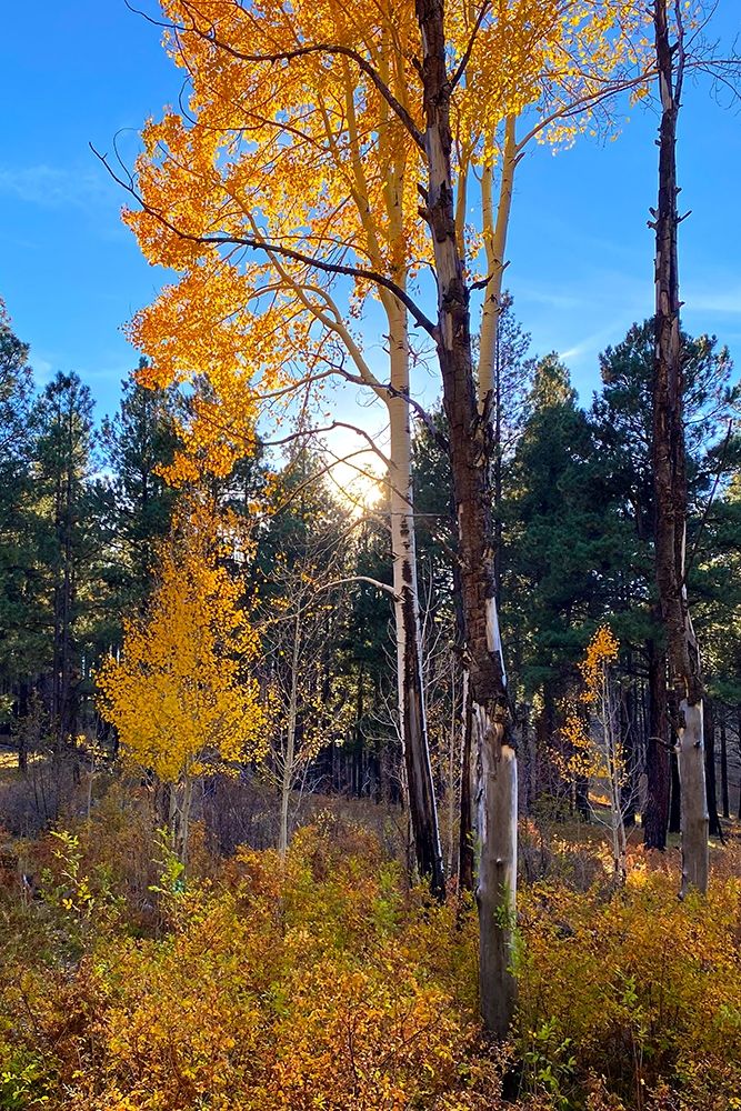 Greer in Fall 2 art print by William Tenoever for $57.95 CAD