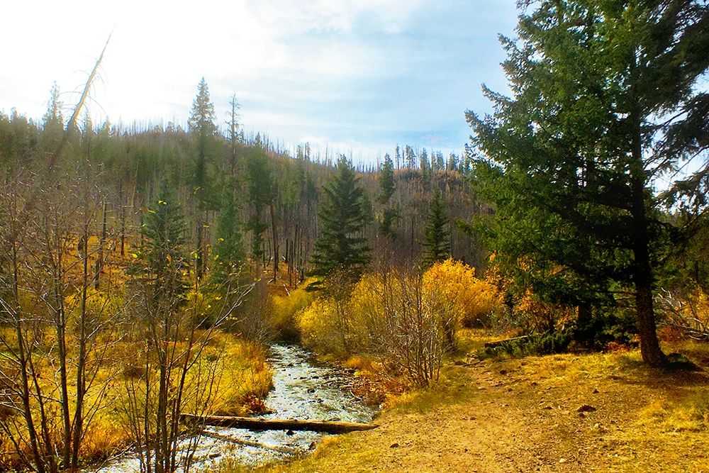 Greer in Fall 9 art print by William Tenoever for $57.95 CAD