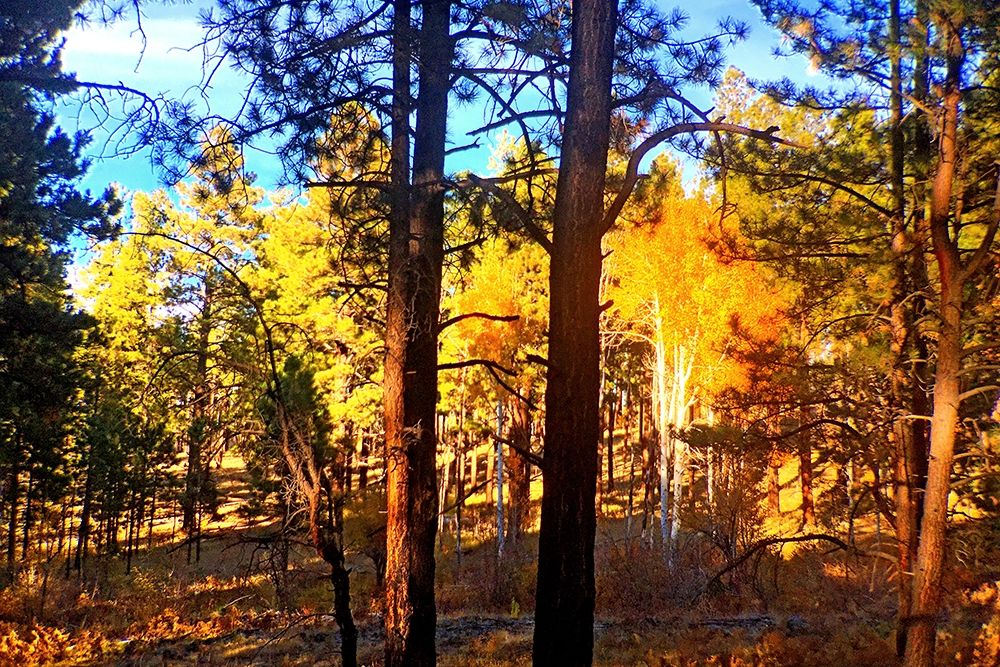 Greer in Fall 10 art print by William Tenoever for $57.95 CAD