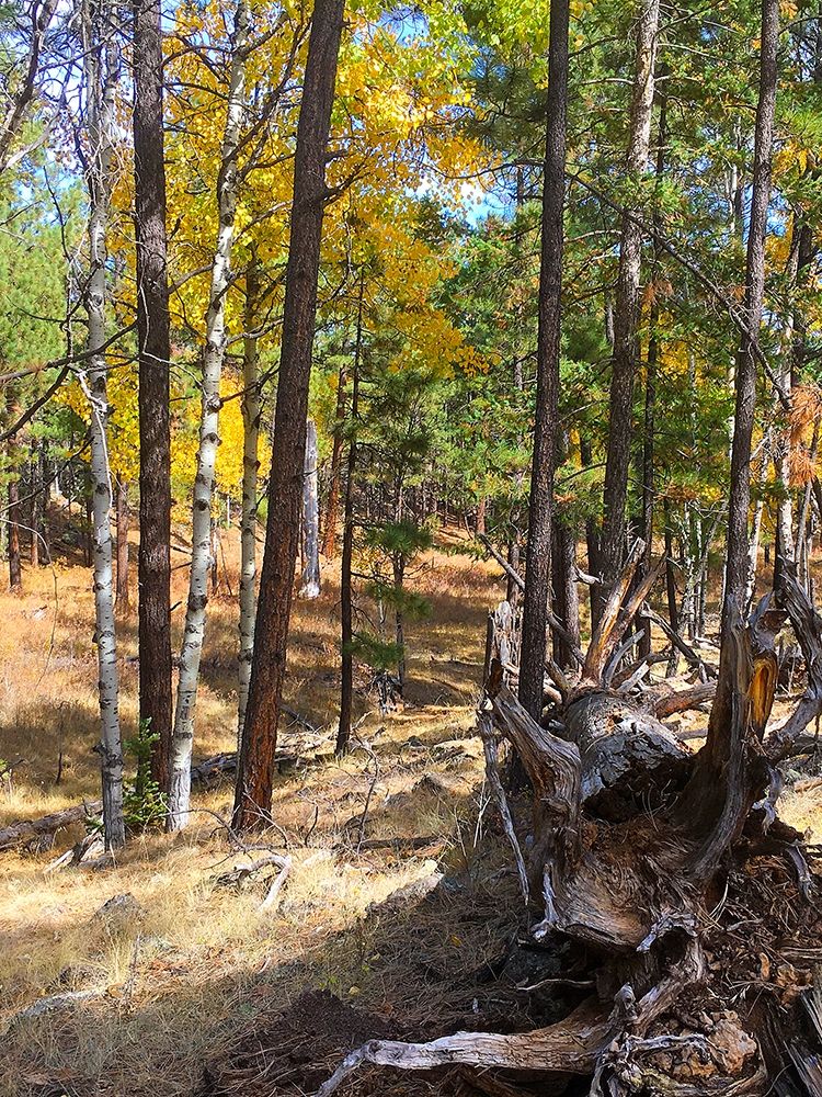 Greer in Fall 11 art print by William Tenoever for $57.95 CAD