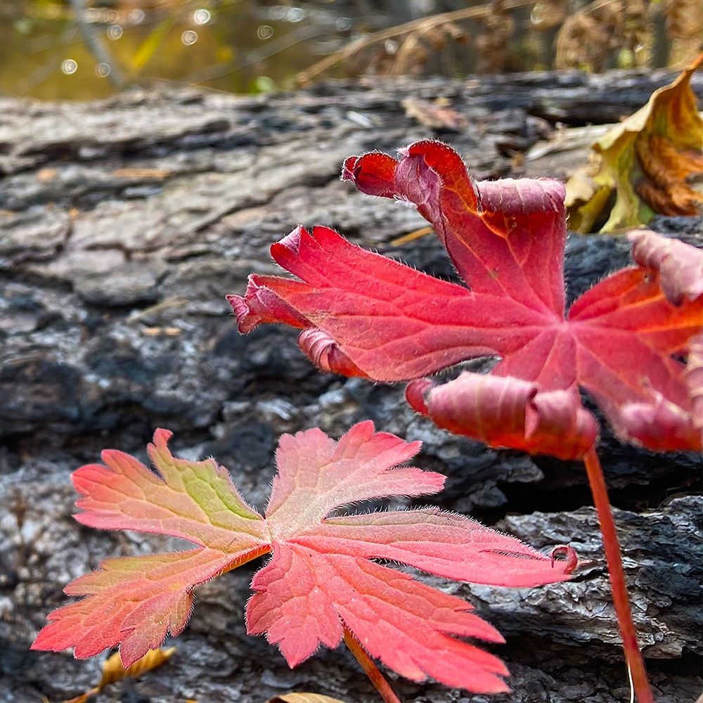 Greer in Fall 13 art print by William Tenoever for $57.95 CAD