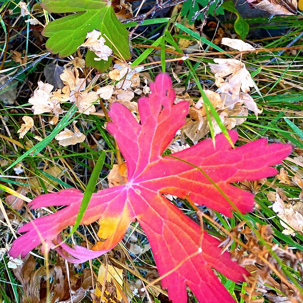Greer in Fall 15 art print by William Tenoever for $57.95 CAD