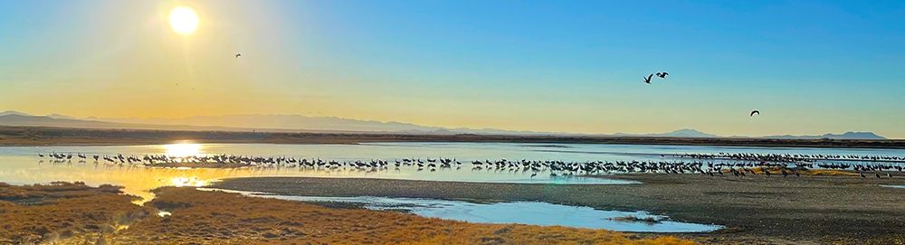 Wilcox-Sandhill Cranes 1 art print by William Tenoever for $57.95 CAD