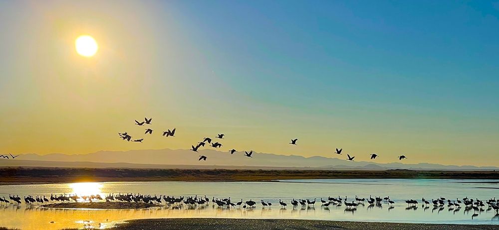 Wilcox-Sandhill Cranes 2 art print by William Tenoever for $57.95 CAD