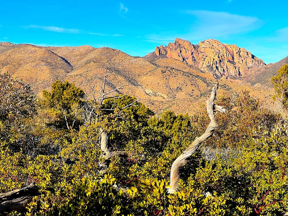 Chiricahua 3 -Cochise Head art print by William Tenoever for $57.95 CAD