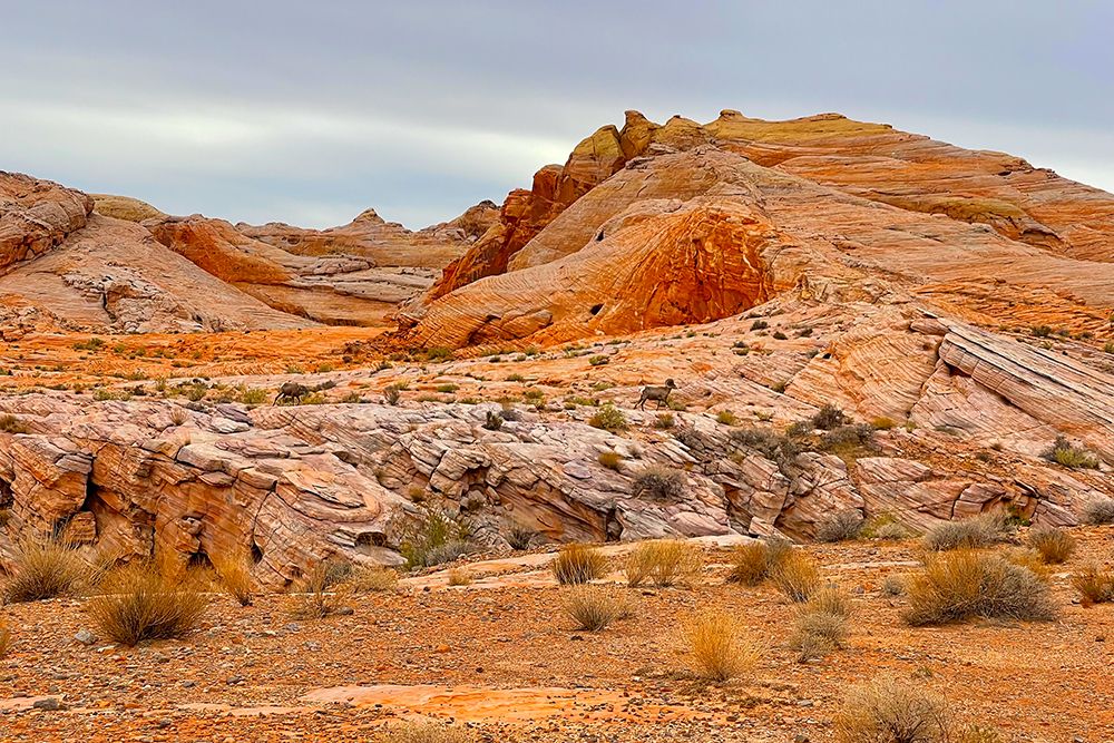 ValleyOfFire:BigHornSheep2 art print by William Tenoever for $57.95 CAD