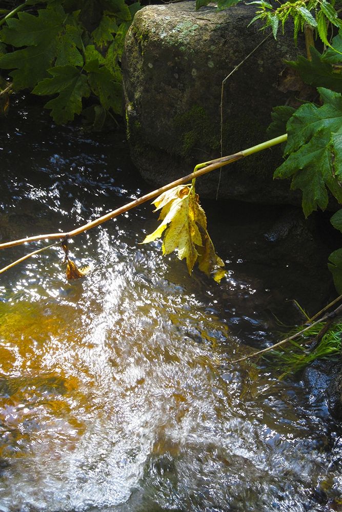 Riparian II art print by William Tenoever for $57.95 CAD