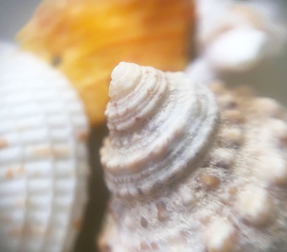 Shells art print by William Tenoever for $57.95 CAD