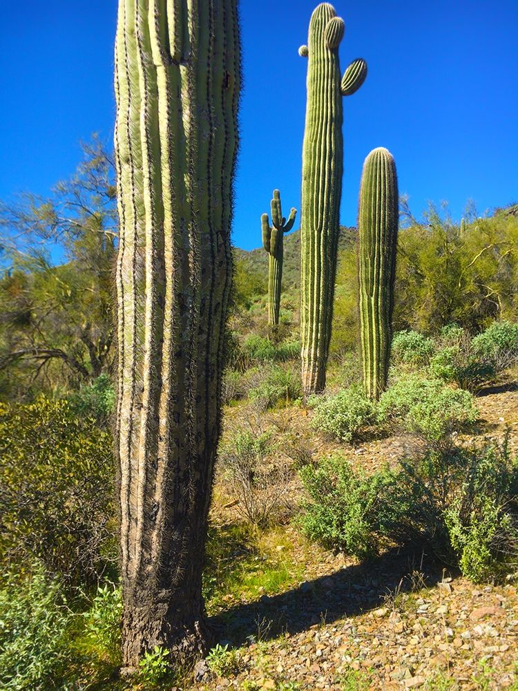 Desert Scape 12a art print by William Tenoever for $57.95 CAD