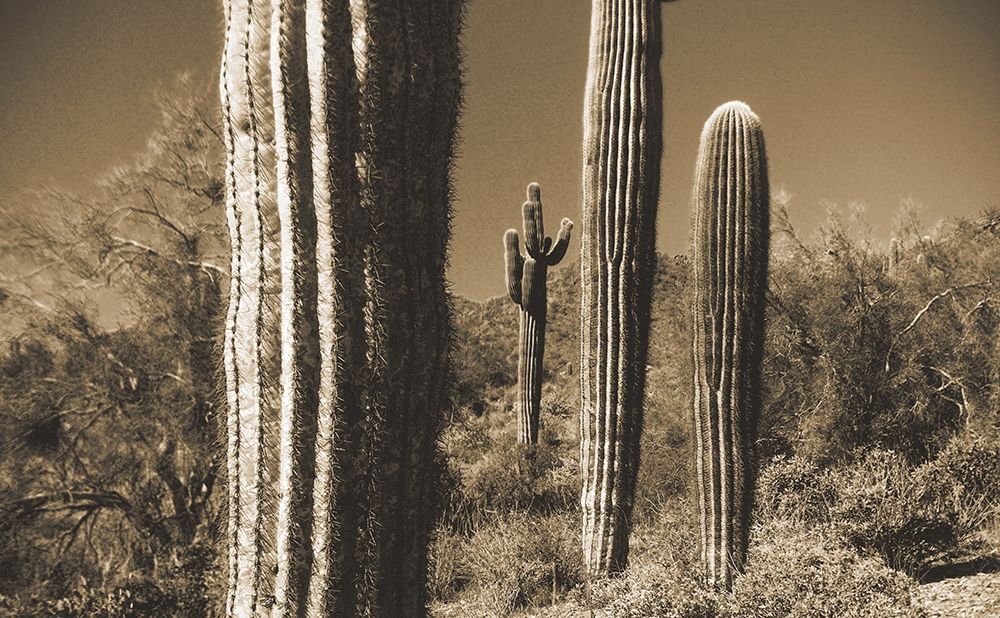 Desert Scape 13 art print by William Tenoever for $57.95 CAD