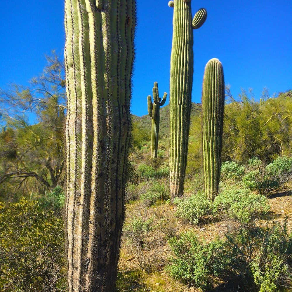 Desert Scape 12b art print by William Tenoever for $57.95 CAD