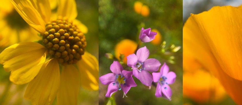 Wildflower Collage VII art print by William Tenoever for $57.95 CAD