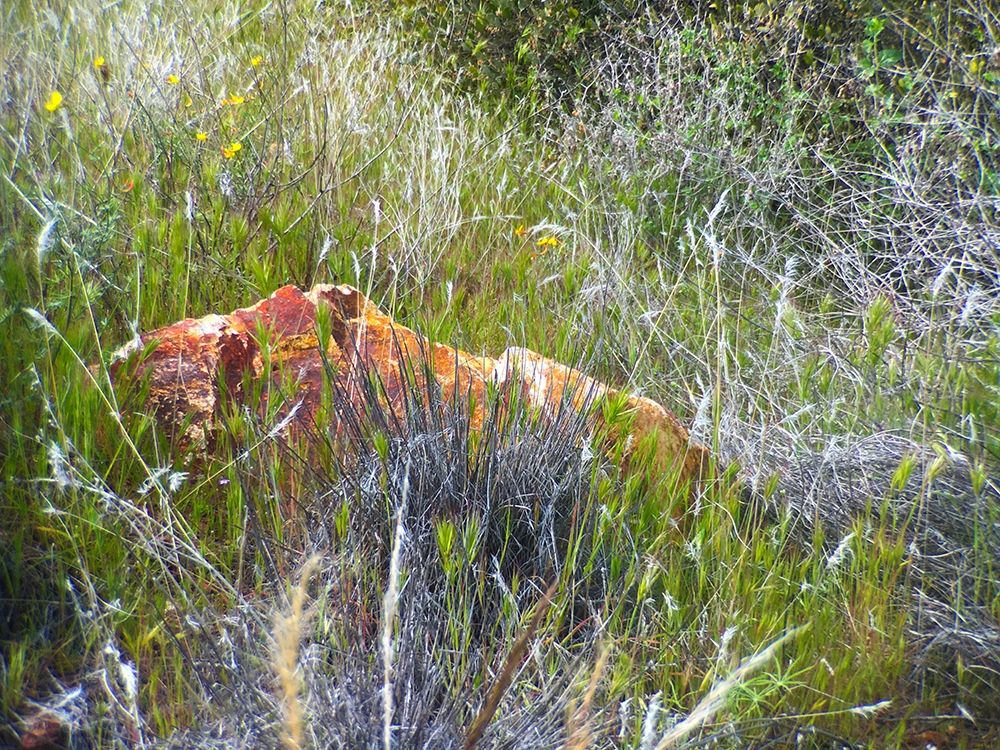 Sedimentations: Rock In The Tall Grass art print by William Tenoever for $57.95 CAD