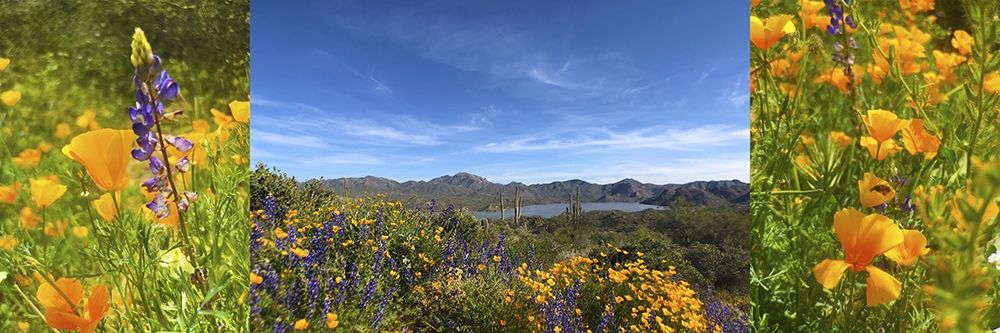 Wildflower Collage VIII art print by William Tenoever for $57.95 CAD