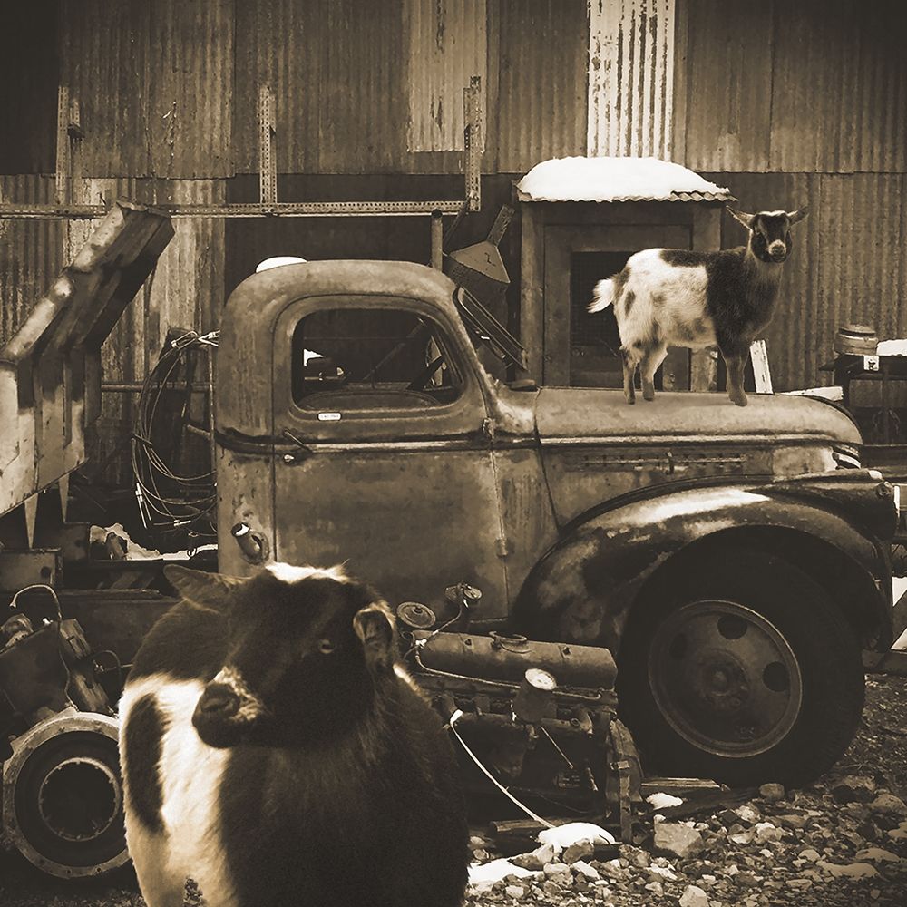 Junkyard D2: Sepia Goats art print by William Tenoever for $57.95 CAD