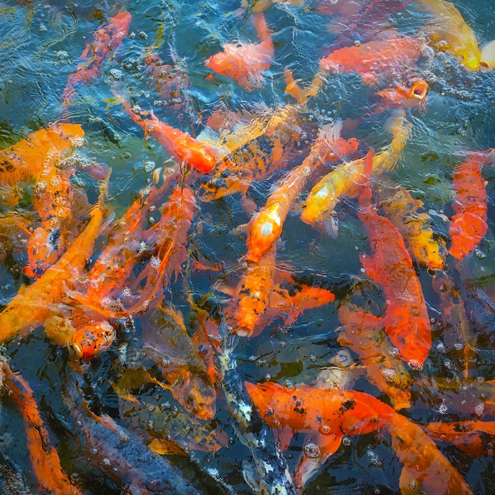 Koi Pond I art print by William Tenoever for $57.95 CAD
