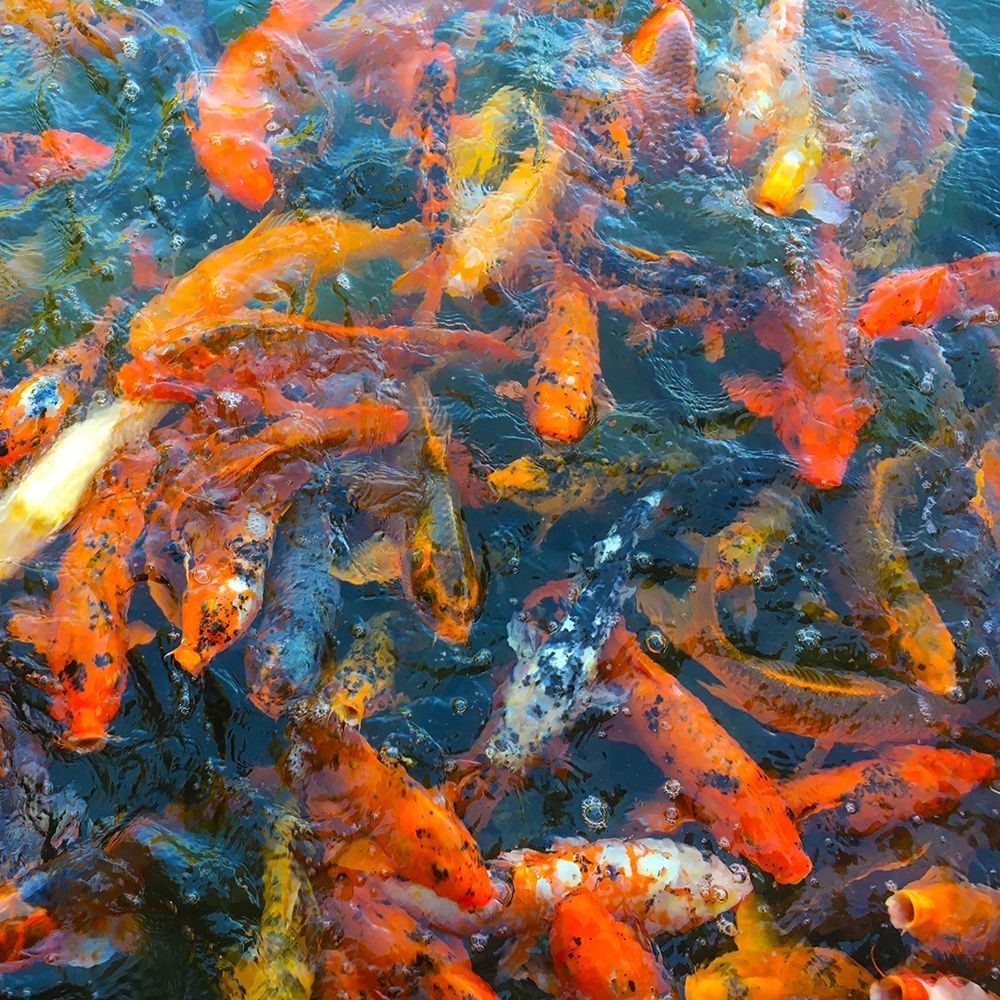 Koi Pond II art print by William Tenoever for $57.95 CAD