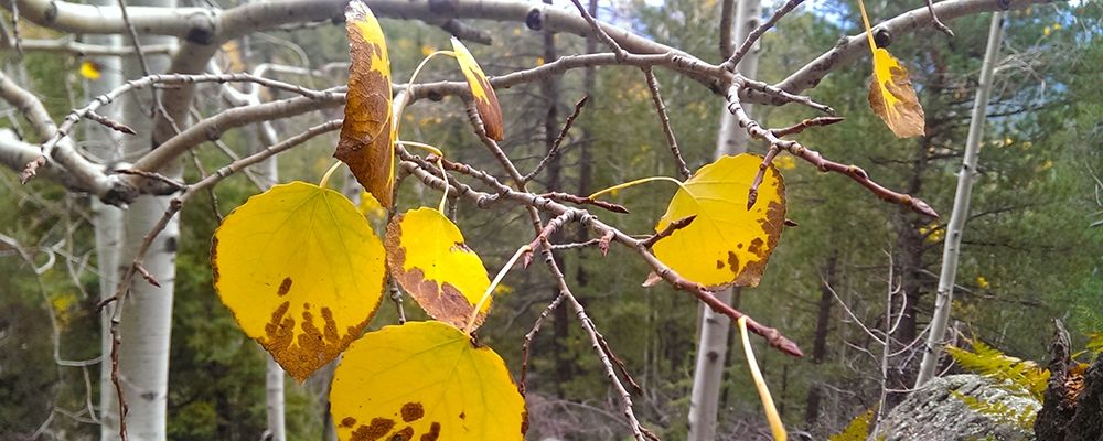 Aspens in Fall: Last Leaves II art print by William Tenoever for $57.95 CAD