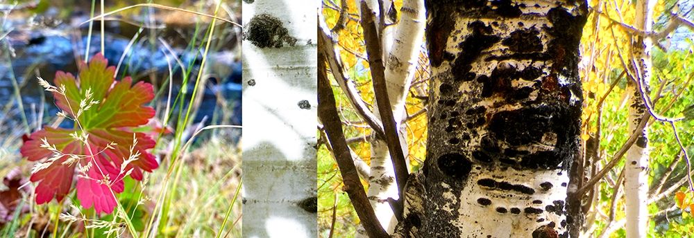 Fall Colors Collage 1 art print by William Tenoever for $57.95 CAD