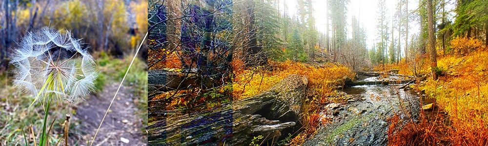 Fall Colors Collage 2 art print by William Tenoever for $57.95 CAD