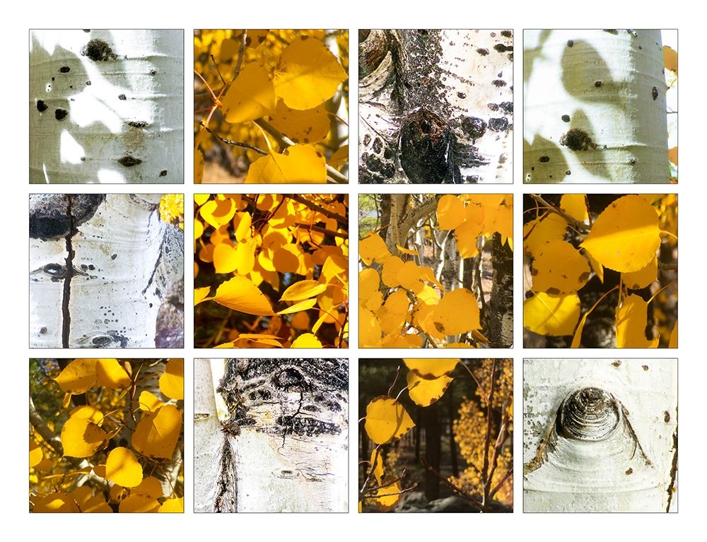 Fall Colors Collage 3 art print by William Tenoever for $57.95 CAD
