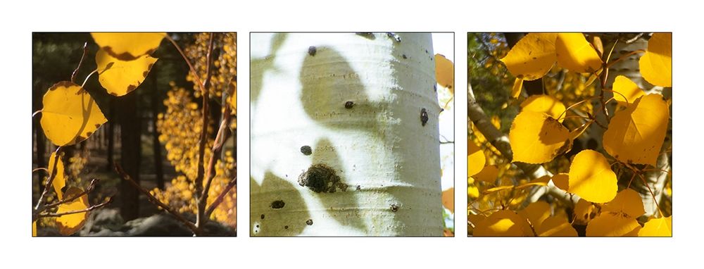 Fall Colors Collage 4 art print by William Tenoever for $57.95 CAD