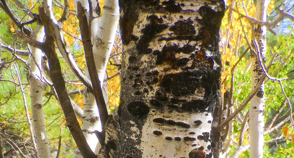 Aspens In The Fall 8 art print by William Tenoever for $57.95 CAD