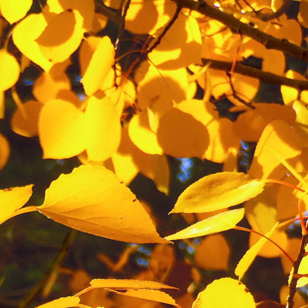 Aspens In The Fall 9 art print by William Tenoever for $57.95 CAD