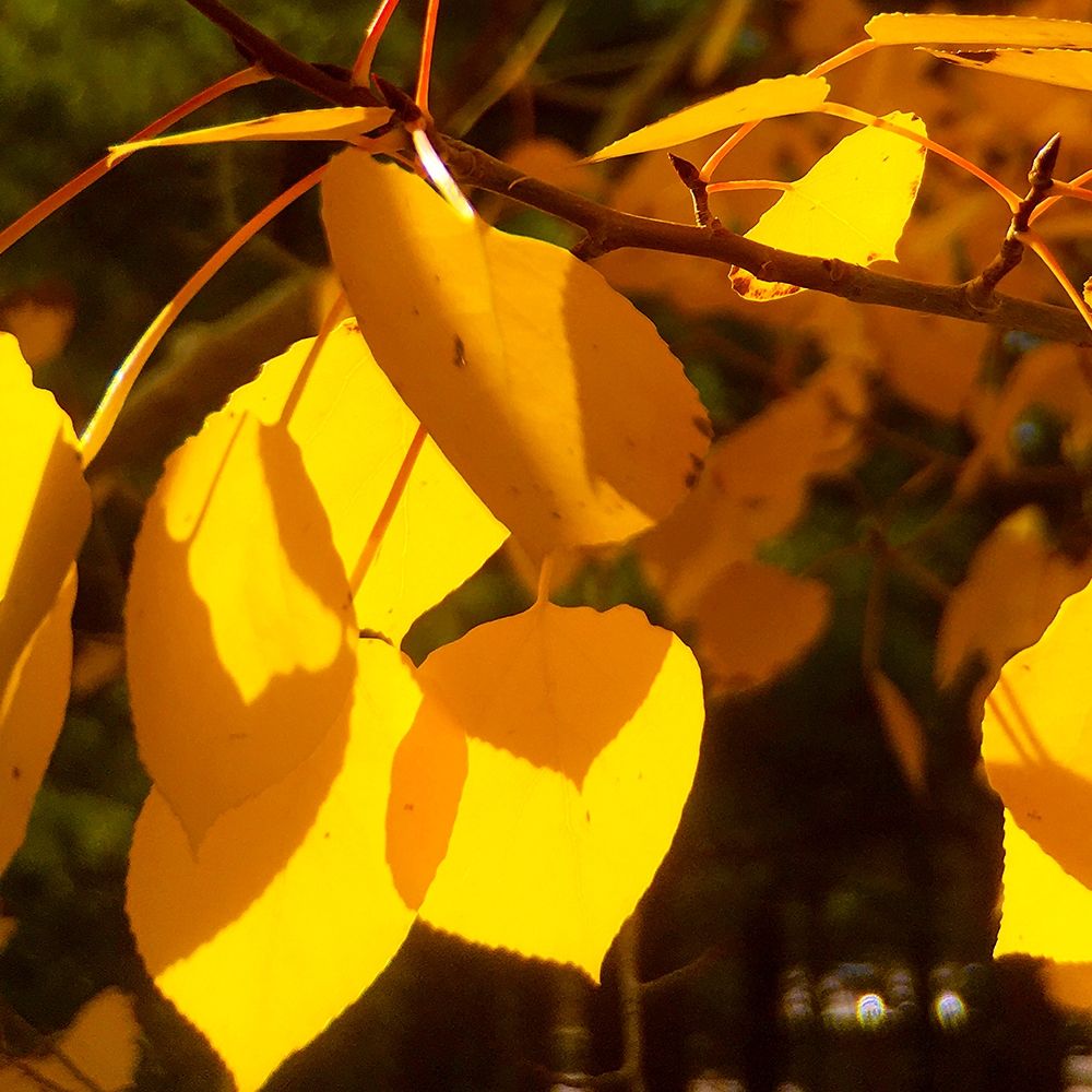 Aspens In The Fall 10 art print by William Tenoever for $57.95 CAD