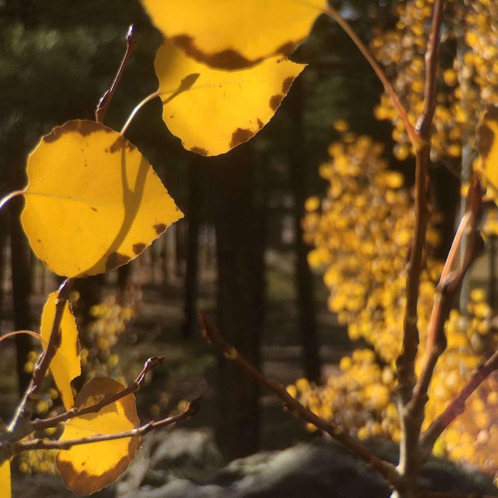 Aspens In The Fall 11 art print by William Tenoever for $57.95 CAD