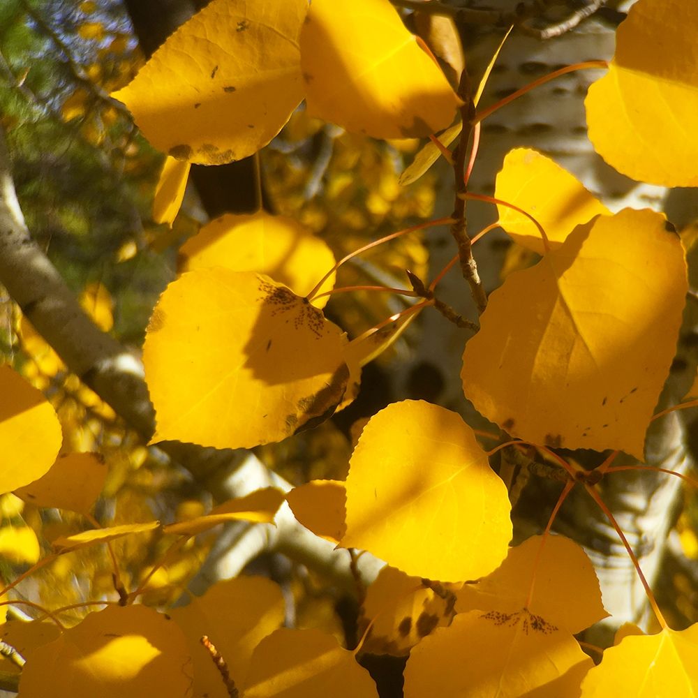 Aspens In The Fall 13 art print by William Tenoever for $57.95 CAD