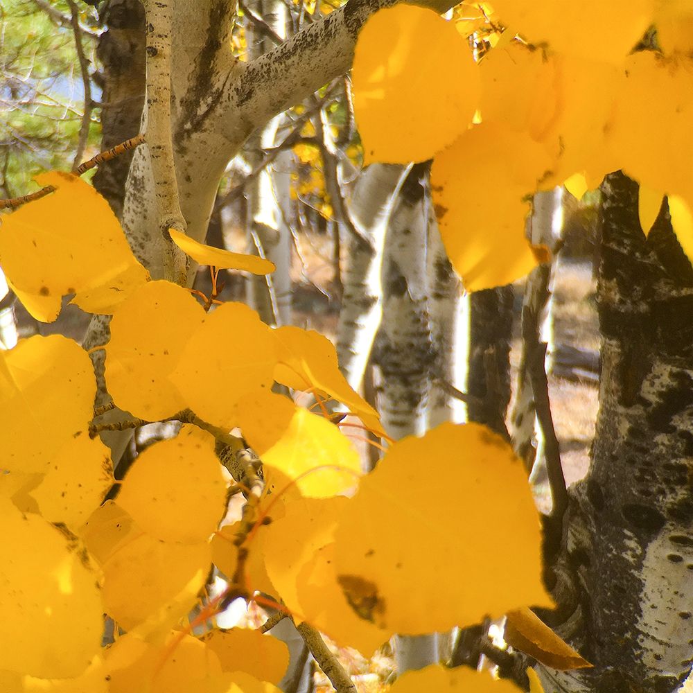 Aspens In The Fall 14 art print by William Tenoever for $57.95 CAD