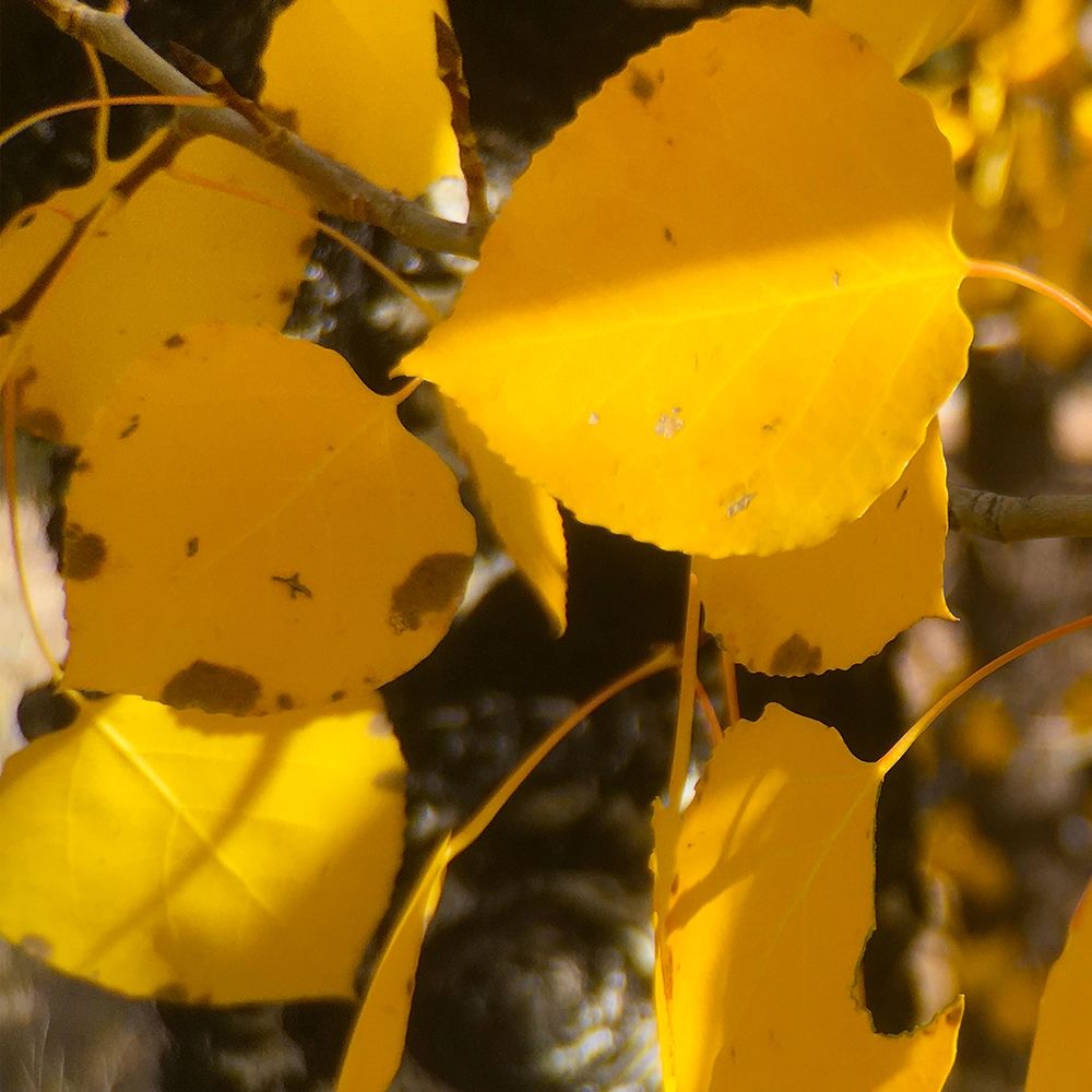 Aspens In The Fall 15 art print by William Tenoever for $57.95 CAD