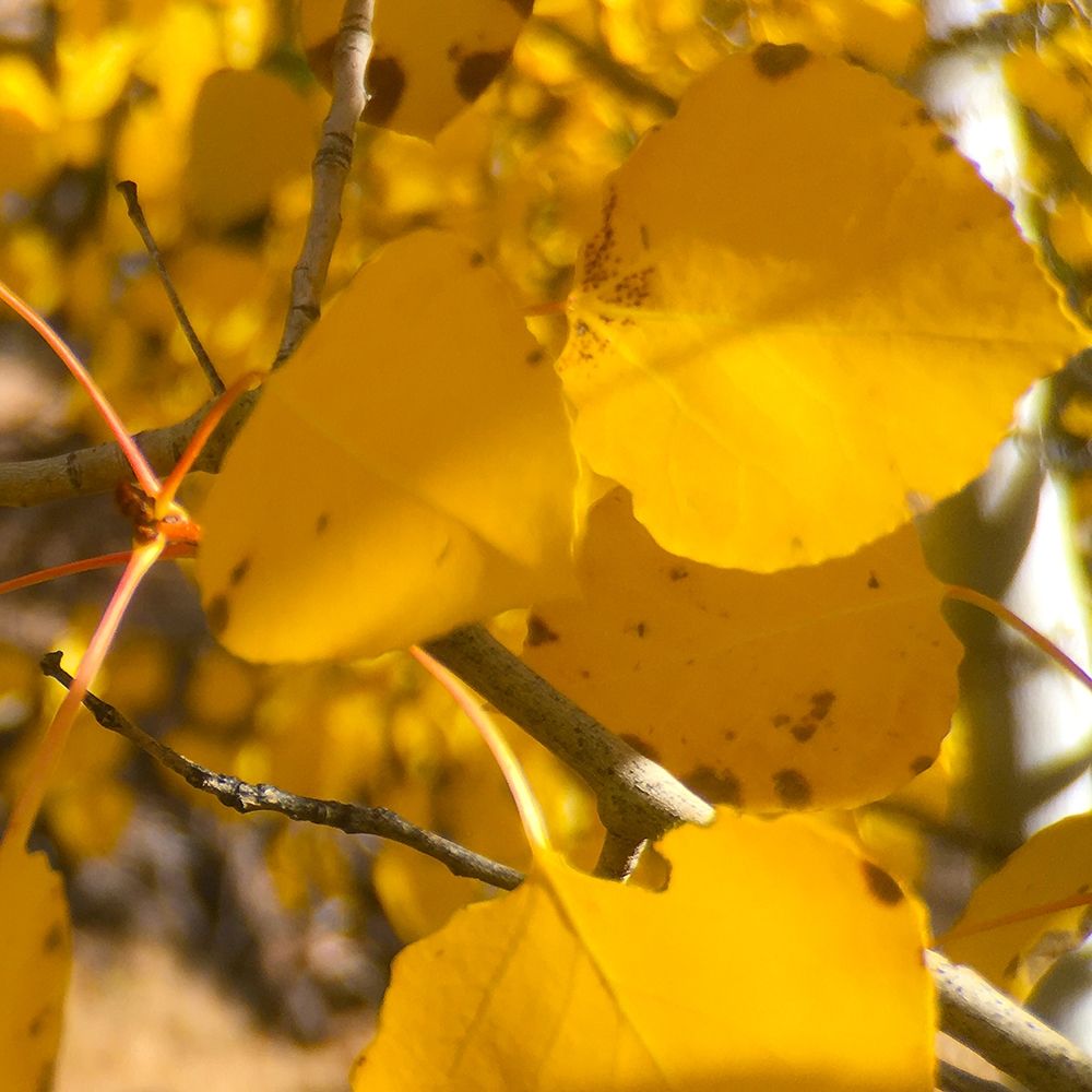 Aspens In The Fall 16 art print by William Tenoever for $57.95 CAD