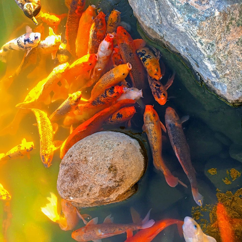 Koi IV art print by William Tenoever for $57.95 CAD