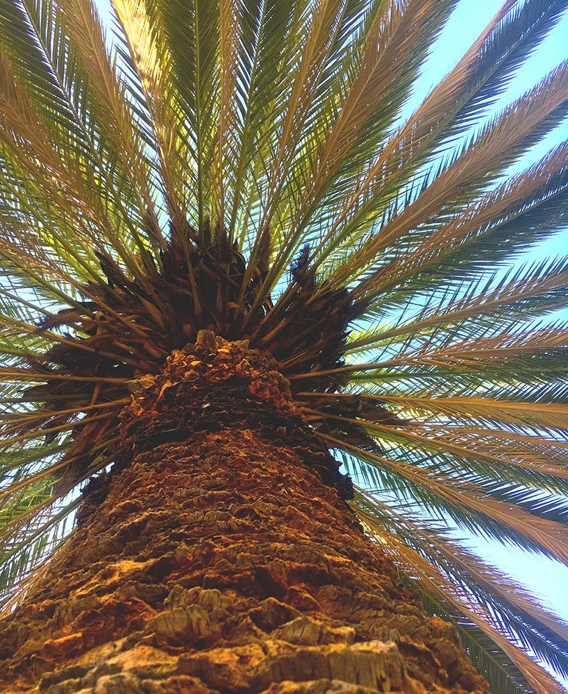 Palm art print by William Tenoever for $57.95 CAD