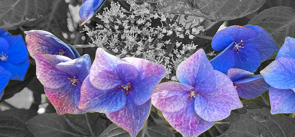 Hydrangea B/W art print by William Tenoever for $57.95 CAD