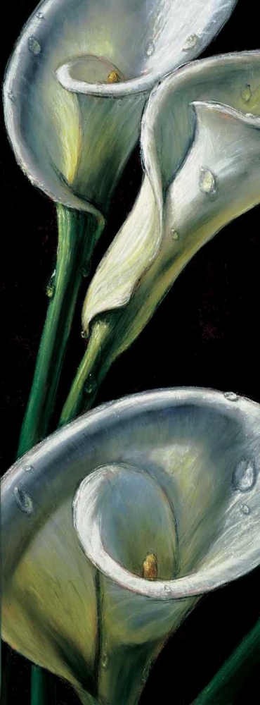 Dewdrop Callas art print by Alma Ch for $57.95 CAD