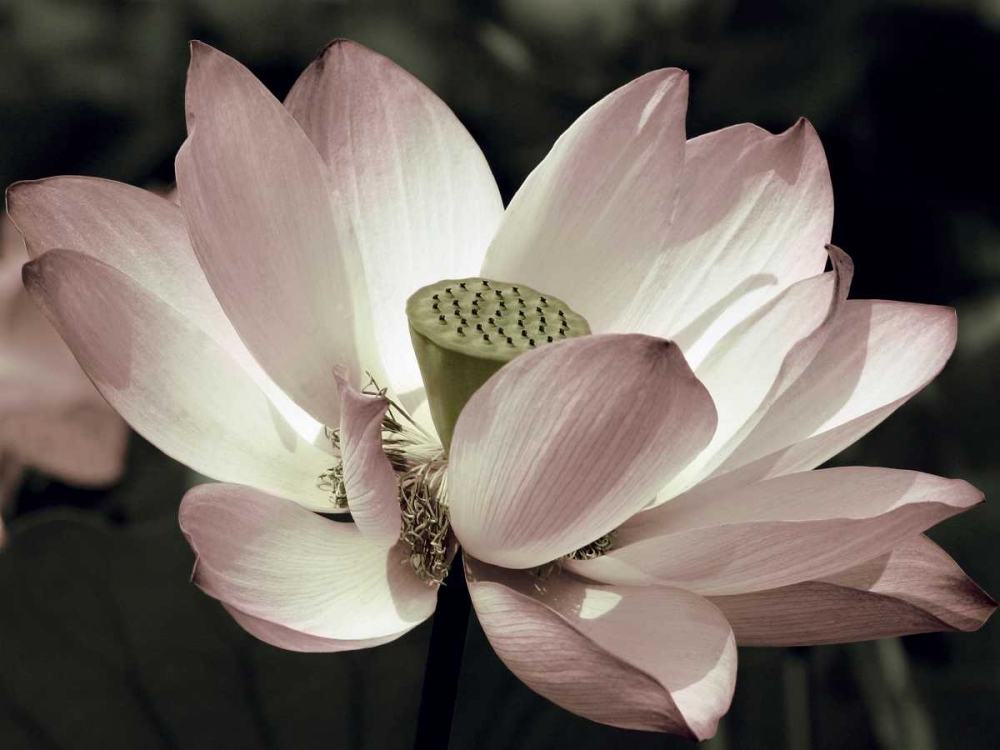 The Blossom art print by Andy Neuwirth for $57.95 CAD