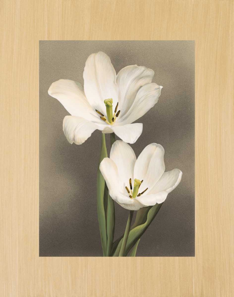 Tulipani art print by Andrea Trivelli for $57.95 CAD