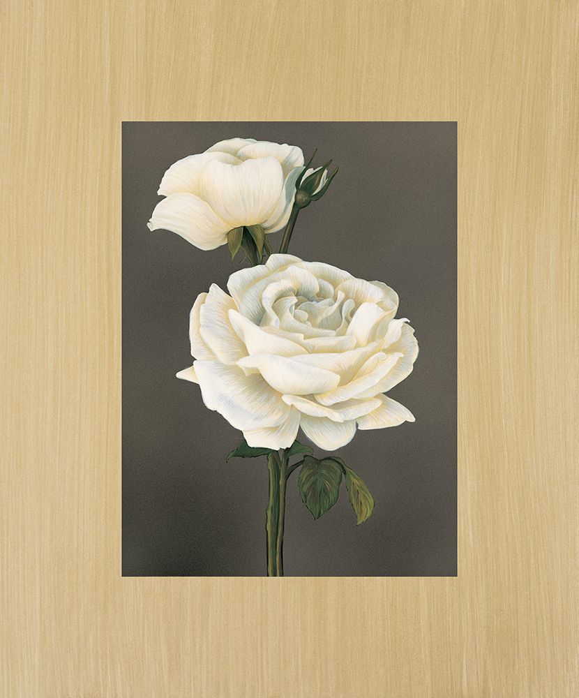Rose art print by Andrea Trivelli for $57.95 CAD