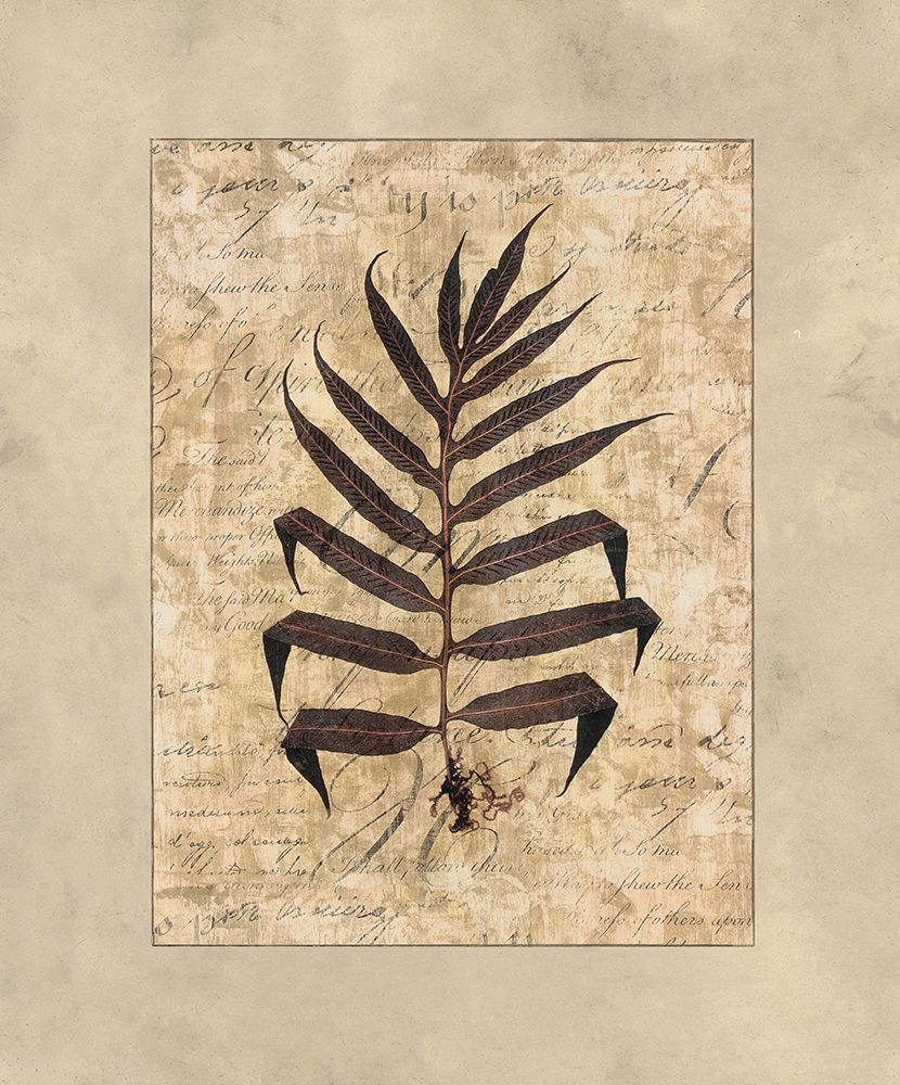Fern II art print by Amy Weaver for $57.95 CAD