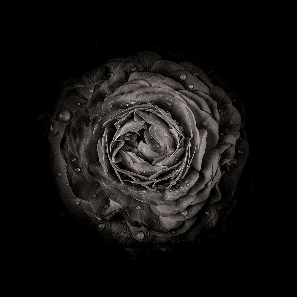 Black And White Begonia III art print by Brian Carson for $57.95 CAD
